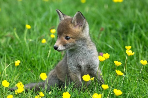 Red Fox (vulpes vulpes), Pup Sitting with Yellow Flowers, Normandy