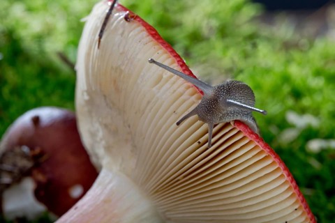 Autumn picture with snail on forest mushroom with moss and leaves