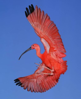 Scarlet Ibis (eudocimus ruber), Adult in Flight