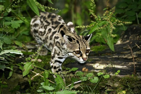 Margay cat, leopardus wiedi, adult