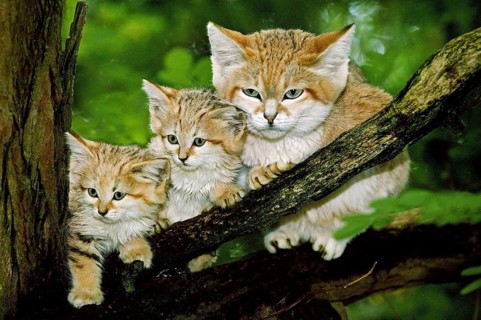 Sand cat (felis margarita), mother with kitten on branch