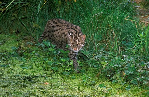 Fishing Cat (prionailurus viverrinus), Adult near Swamp