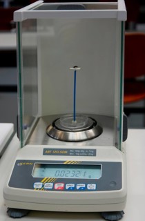 Ant on a scale, leaf-cutting ant (Atta), digital scale