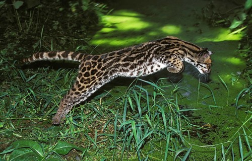 Margay (leopardus wiedii), adult LEAPS INTO THE WATER TO CATCH BAGS