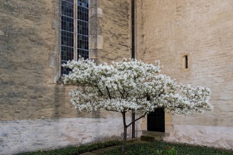 Shadbush (Amelanchier), blossom in front of church building