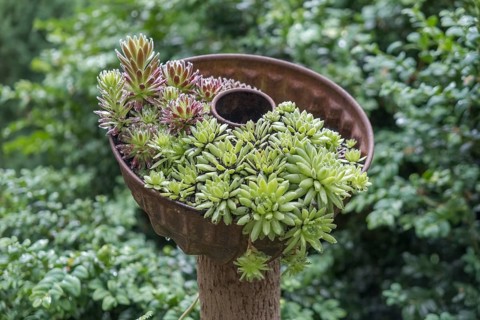 (Sedum) species in an old cake tin