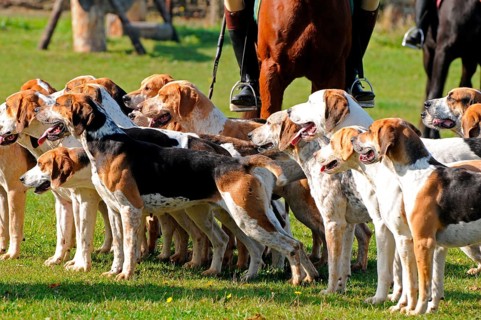 Riding, rider and foxhounds, tugjob, foxhound, pack, hunt