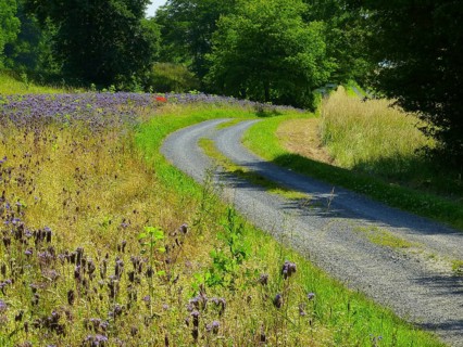 Field with flowers near Maulbronn, country lane
