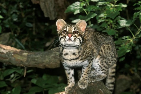 TIGER CAT OR ONCILLA (leopardus tigrinus), ADULT ON BRANCH