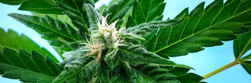 A panorama of a flowering cannabis bud right before harvest, with yellow stigmas and white
