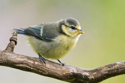Blue tit branchling