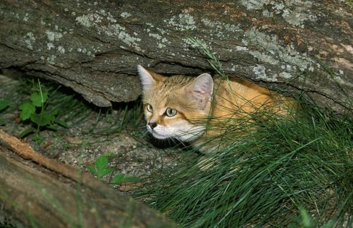 Sand Cat (felis margarita), Adult Hidding under Branch