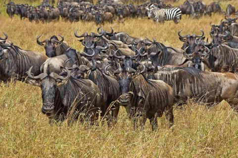 Blue Wildebeest (connochaetes taurinus), Herd Migrating, Masai Mara Park in Kenya