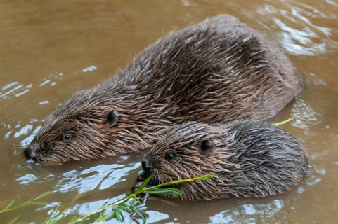 European beaver (Castor fiber) with young, Rosenheim, Bavaria, Germany, Europe