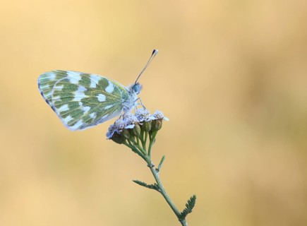 Eastern Bath White (Pontia edusa), province of Bolzano-Bozen, Italy, Europe