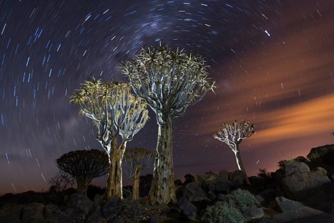 Milk route over quiver tree forest at night, Aloidendron dichotomum, Keetmanshoop, Namibia, Africa
