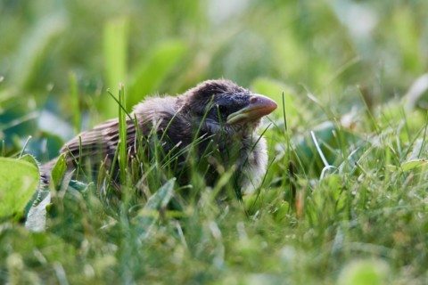 Young House sparrow on a meadow. Young house sparrow after leaving the nest