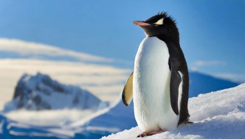 AI generated, animal, animals, bird, birds, biotope, habitat, one, individual, blue sky, winter,