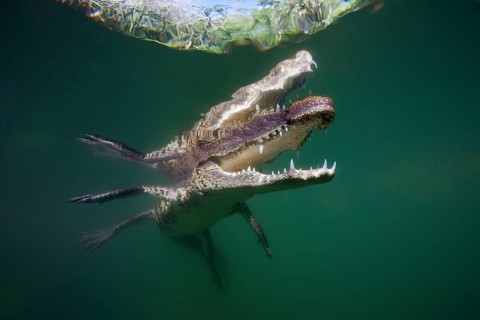Crocodile, Crocodylus moreletii, Cancun, Yucatan, Mexico, Central America