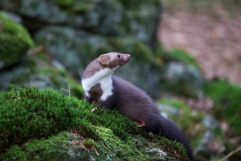 Steinmarder, Martes foina, white breasted marten