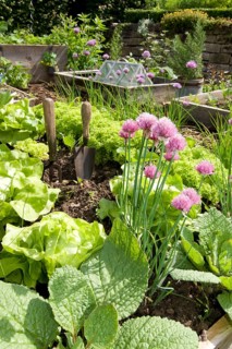Garden with herbs