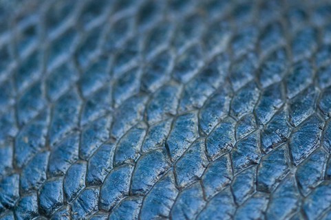 European Beaver (Castor fiber), tail detail, Rosenheim, Bavaria, Germany, Europe