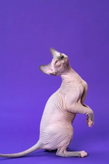 Portrait of Sphynx Hairless Cat of color blue mink and white sitting on rear paws and tail, looking