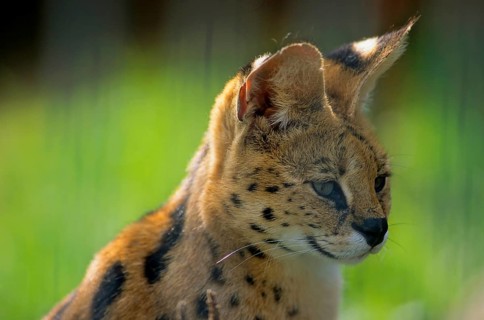 SERVAL (leptailurus serval)
