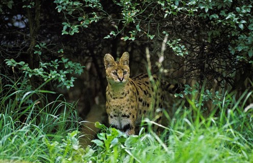 Serval (leptailurus serval), Adult standing in Long Grass