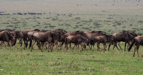 Blue Wildebeest (connochaetes taurinus), Herd during Migration, Masai Mara park in Kenya