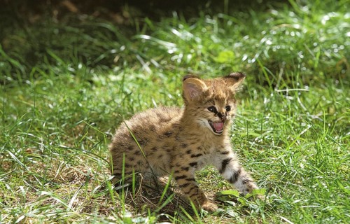 Serval (leptailurus serval), CUB SNARLING