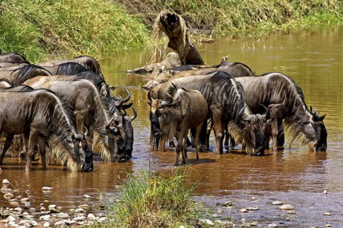 Blue Wildebeest (connochaetes taurinus), Herd Drinking at River, Masai Mara Park in Kenya