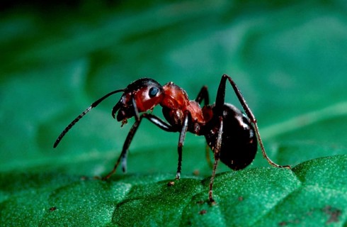 Great Red Wood Ant (Formica rufa), ant, ants