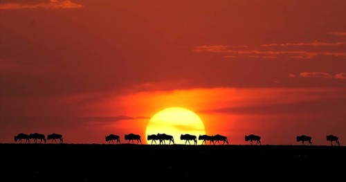 Blue Wildebeest (Connochaetes taurinus) at Sunset, Masai Mara Park in Kenya