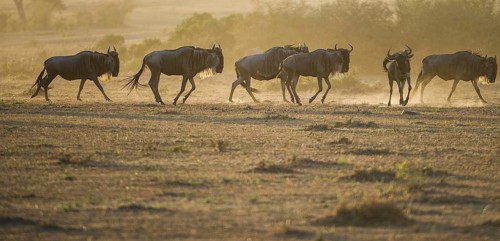 Wilderbeast, Gnu (Connochaetes taurinus)