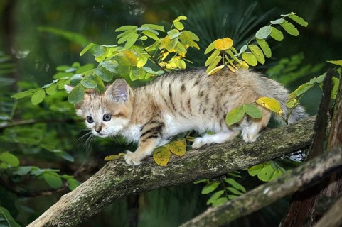 SAND sand cat (felis margarita), CUB ON BRANCH