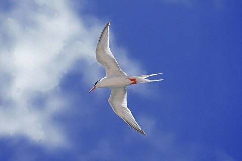 Arctic tern (sterna paradisaea), ADULT IN FLIGHT, AUSTRALIA
