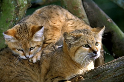 Sand cat (felis margarita), female with kitten