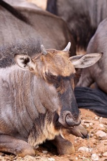 Blue wildebeest (Connochaetes taurinus), S