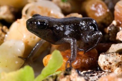 Common toad (Bufo bufo), juvenile