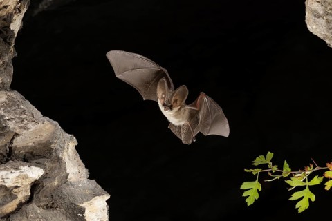 Grey long-eared bat (Plecotus austriacus) in flight, Thuringia, Germany, bat threatened with