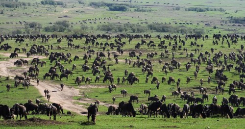 Blue Wildebeest (connochaetes taurinus), Herd during Migration, Masai Mara park in Kenya