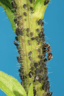 Aphid and ant Lice and ants Brachycaudus cardui