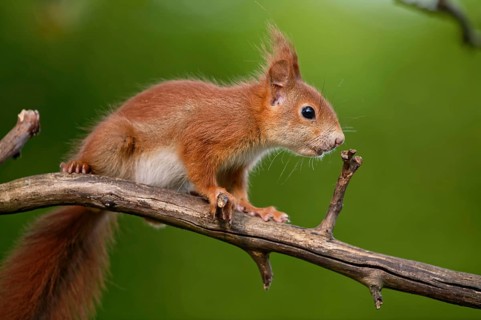 Young squirrel
