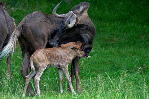 Black Wildebeest (connochaetes gnou), Female with Calf standing on Grass