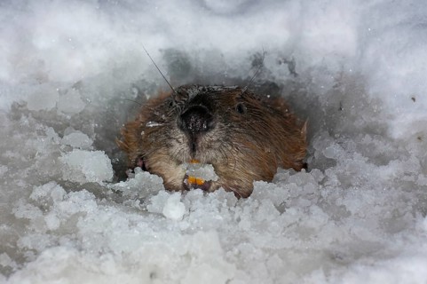 European beaver (Castor fiber), in Eisloch, Rosenheim, Bavaria, Germany, Europe