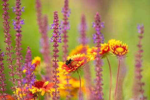 Softly coloured flower meadow with yellow asters and blooming sage and bumblebee against a light