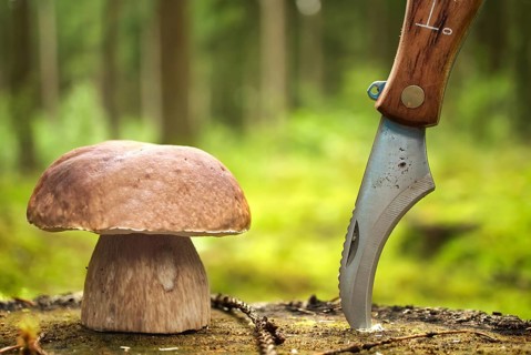 Boletaceae family mushroom, commonly referred to as a penny bun or cep and knife with curved blade