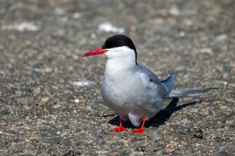 Arctic tern