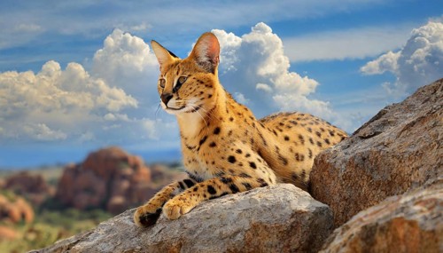 AI generated, animal, animals, mammal, mammals, biotope, habitat, one, individual, foraging,